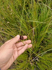 Mesomelaena tetragona