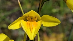 Diuris behrii