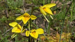 Diuris behrii