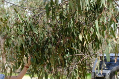 Eucalyptus goniocalyx