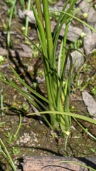 Diuris behrii