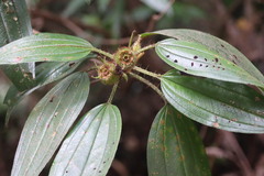 Melastoma sanguineum
