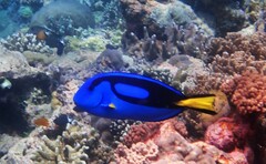 Paracanthurus hepatus
