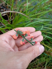 Sphaerolobium grandiflorum