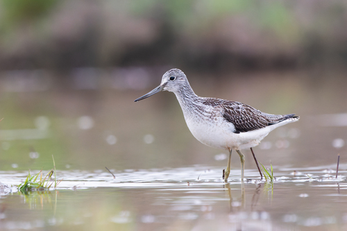 Archibebe claro (Tringa nebularia)