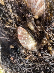 Electroma papilionacea