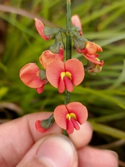Sphaerolobium grandiflorum