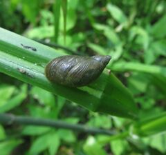 Succinea putris