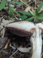 Agaricus gennadii