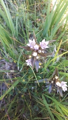 Gentianella ramosa