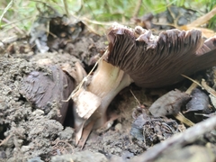 Agaricus gennadii