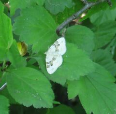 Xanthorhoe montanata