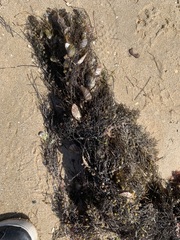 Electroma papilionacea