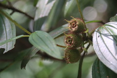 Melastoma sanguineum
