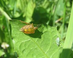 Carpocoris purpureipennis