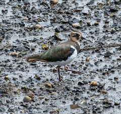 Vanellus vanellus
