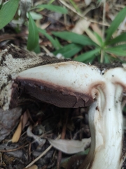 Agaricus gennadii