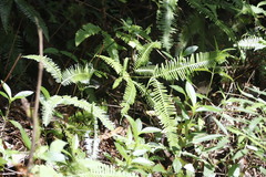Dicranopteris pedata