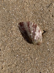 Electroma papilionacea