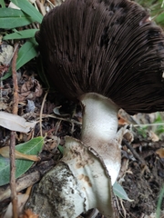 Agaricus gennadii