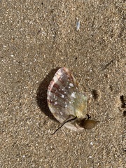 Electroma papilionacea
