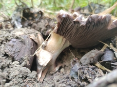 Agaricus gennadii