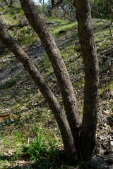 Eucalyptus goniocalyx