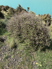 Helichrysum lanceolatum