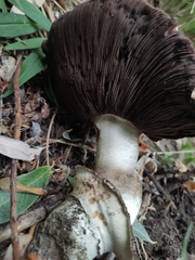 Agaricus gennadii
