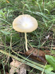 Bolbitius