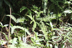 Dicranopteris pedata