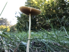 Bolbitius