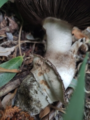 Agaricus gennadii