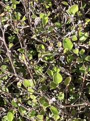 Helichrysum lanceolatum