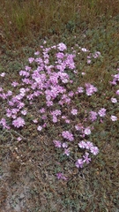 Lampranthus debilis