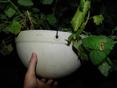 Olla v-nigrum