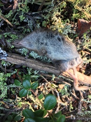 Sorex cinereus