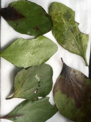 Peraxilla colensoi
