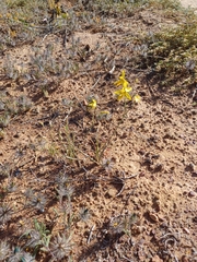 Cyanella lutea lutea