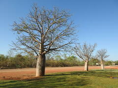 Adansonia gregorii