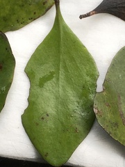 Peraxilla colensoi