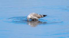 Larus