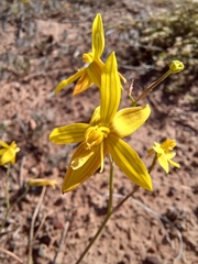 Cyanella lutea lutea
