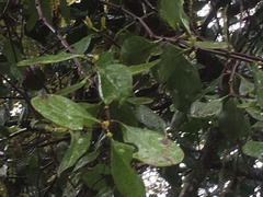 Peraxilla colensoi