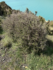 Helichrysum lanceolatum