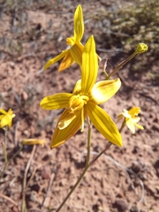 Cyanella lutea lutea