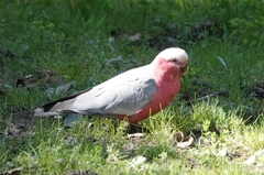 Eolophus roseicapilla albiceps