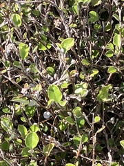 Helichrysum lanceolatum