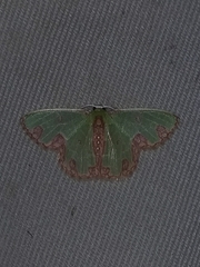 Synchlora