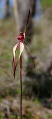 Caladenia clavescens